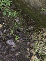 Rallina eurizonoides