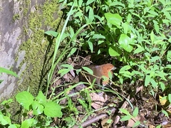 Rallina eurizonoides