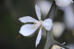 Citrus trifoliata