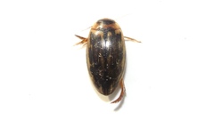 Coptotomus longulus