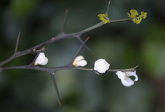 Citrus trifoliata