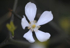 Citrus trifoliata