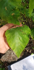 Betula papyrifera kenaica