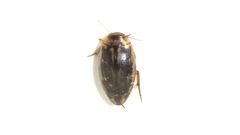 Coptotomus longulus