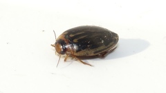 Coptotomus longulus