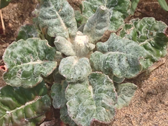 Eriogonum latifolium