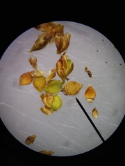 Rhynchospora compressa