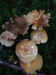 Armillaria nabsnona