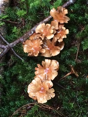 Armillaria nabsnona