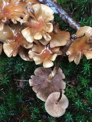 Armillaria nabsnona