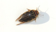 Coptotomus longulus