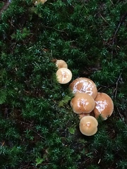 Armillaria nabsnona