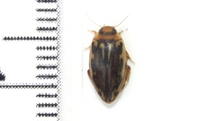 Coptotomus longulus