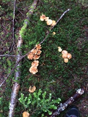Armillaria nabsnona