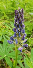 Lupinus nootkatensis
