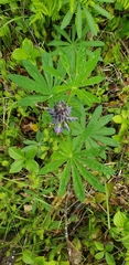 Lupinus nootkatensis