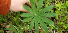Lupinus nootkatensis