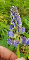 Lupinus nootkatensis