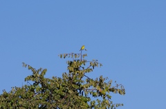 Crithagra sulphurata