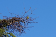 Crithagra sulphurata