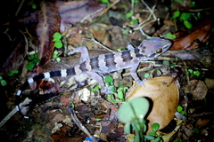 Hemidactylus maculatus