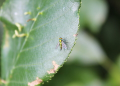 Condylostylus caudatus