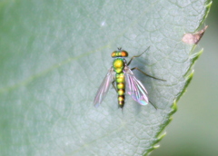 Condylostylus caudatus