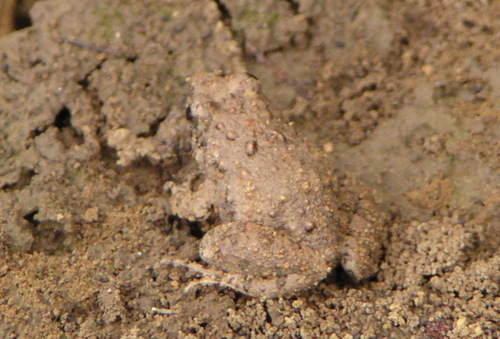 Natal Puddle Frog