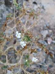 Jamesbrittenia fruticosa