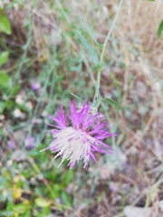 Centaurea alba