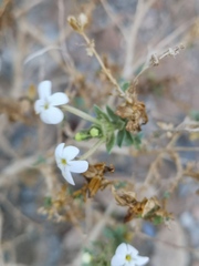 Jamesbrittenia fruticosa