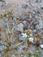 Jamesbrittenia fruticosa