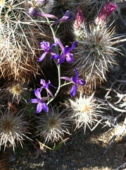 Delphinium parishii subglobosum