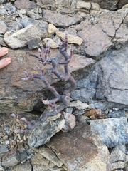 Pelargonium crassicaule