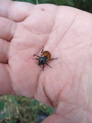 Anisoplia austriaca