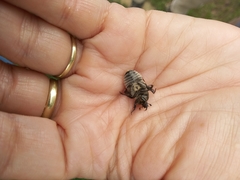 Anisoplia austriaca