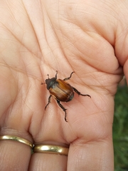 Anisoplia austriaca
