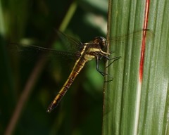 Orthetrum triangulare
