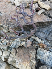 Pelargonium crassicaule