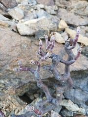 Pelargonium crassicaule