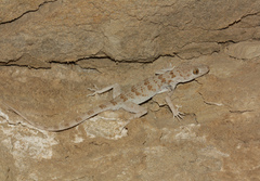 Tenuidactylus
