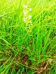 Platanthera muelleri