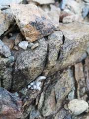 Anacampseros papyracea