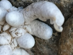 Anacampseros papyracea