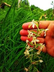 Platanthera muelleri