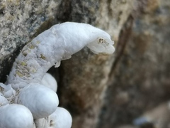 Anacampseros papyracea