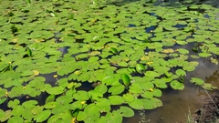 Nuphar lutea