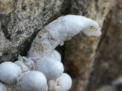 Anacampseros papyracea