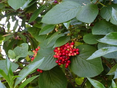 Viburnum buddleifolium