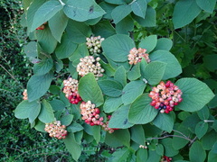 Viburnum buddleifolium